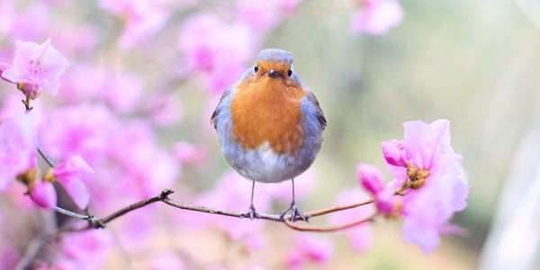 Spring is in the Air